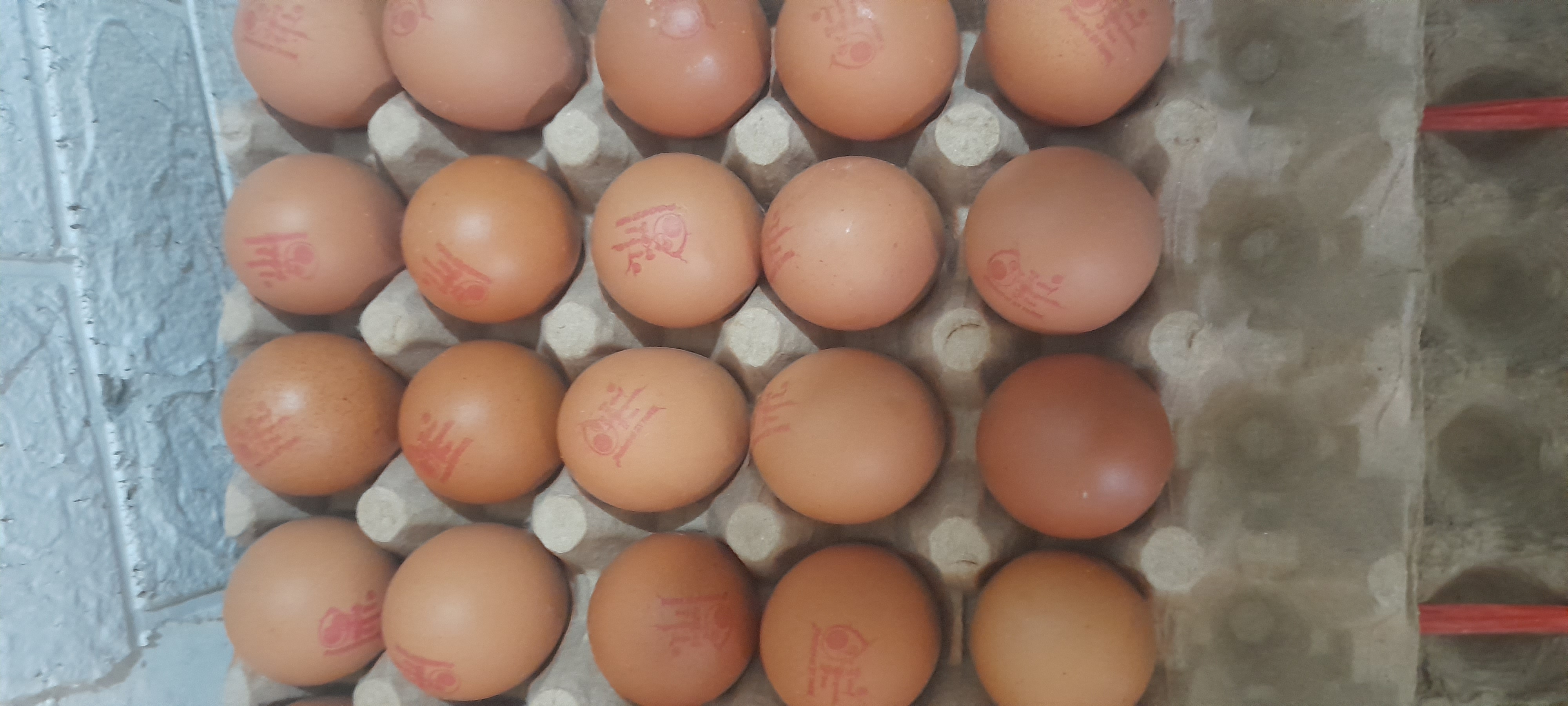 Telur omega 